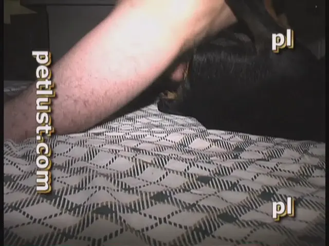 Riding Rottweiler - PetLust - PB109