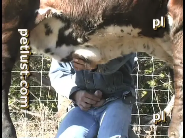 Bull Boys - Pet Lust - PB508