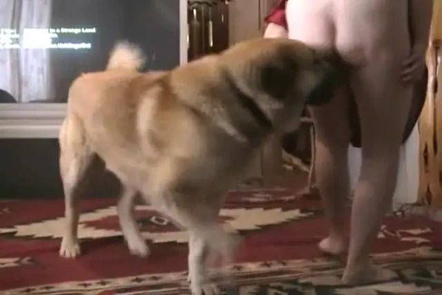 Playtime with Dino - Caledonian NV