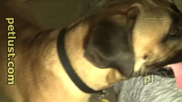 Excited Mastiff - P137 - Pet Lust